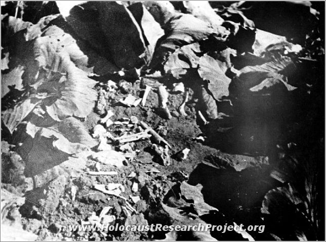 Bones of victims of the Majdanek camp, in a cabbage patch